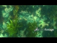 Paua 1379